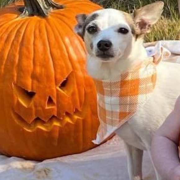 Meet your Posher, Ashley - Picture 4 of 4